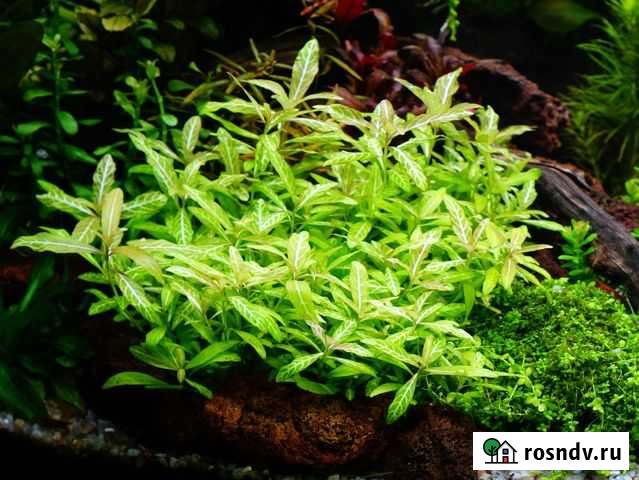Аквариумные растения, улитки коряга Севастополь - изображение 1