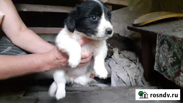 Щенки Лениногорск - изображение 1