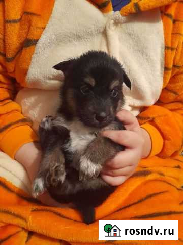 Собака в добрые руки щенок Иркутск - изображение 1