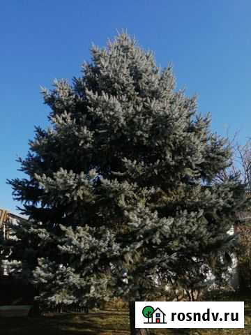 Голубая ель продажа Нальчик - изображение 1