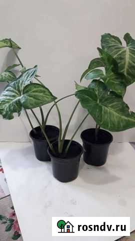 Сингониум Шарыпово - изображение 1