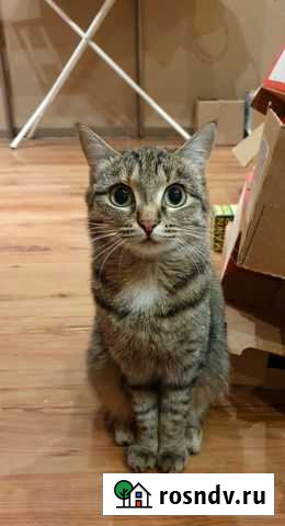 Кошка камышовая, полосатая, подросток Екатеринбург - изображение 1