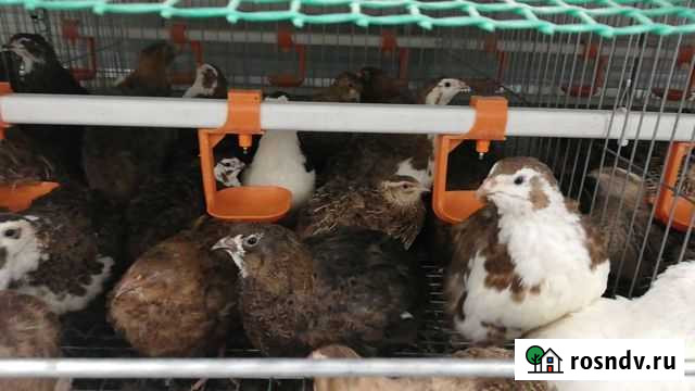 Перепелки несушки Набережные Челны - изображение 1