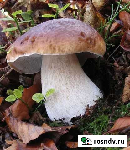 Грибы сушеные Кириши - изображение 1