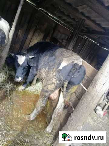 Быки на мясо тёлки Москва - изображение 1