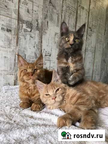 Мейн-кун кошечка Казань - изображение 1