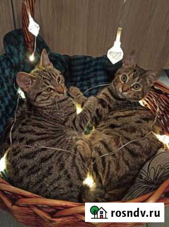 Котёнок кошка котята Сочи - изображение 1