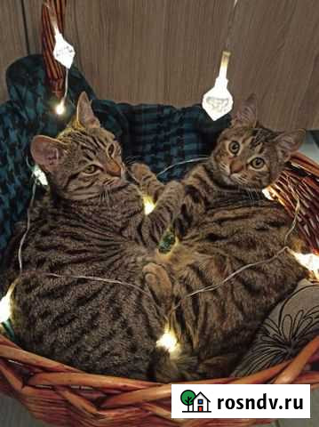 Котёнок кошка котята Сочи - изображение 1