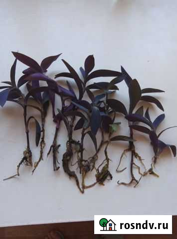 Сеткреазия пурпурная Барнаул - изображение 1