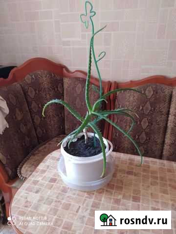 Алоэ Омск - изображение 1