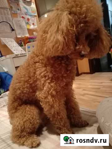 Вязка карликовый пудель миниатюрный Челябинск - изображение 1