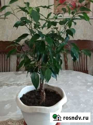 Фикус Бенджамина Тимашевск - изображение 1