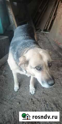 Собака Пальма Алексеевка - изображение 1