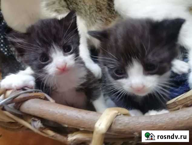 Два братика-котенка ищут хозяев Рыбинск - изображение 1