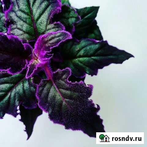 Цветок. Гинура, традесканция Липецк - изображение 1