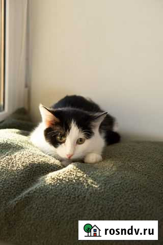 Котенок девочка бесплатно Екатеринбург - изображение 1