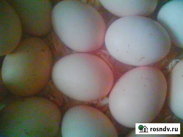 Инкубационное яйцо мини мясные куры Звенигород - изображение 1