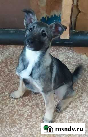 Щенок в добрые руки Ульяновск - изображение 1