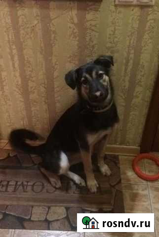 Милая Габби ищет семью Сергиев Посад - изображение 1