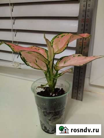 Аглаонема Red Zircon Ступино - изображение 1