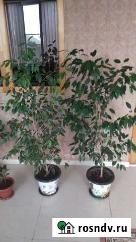 Фикус бенджамина Гудермес - изображение 1