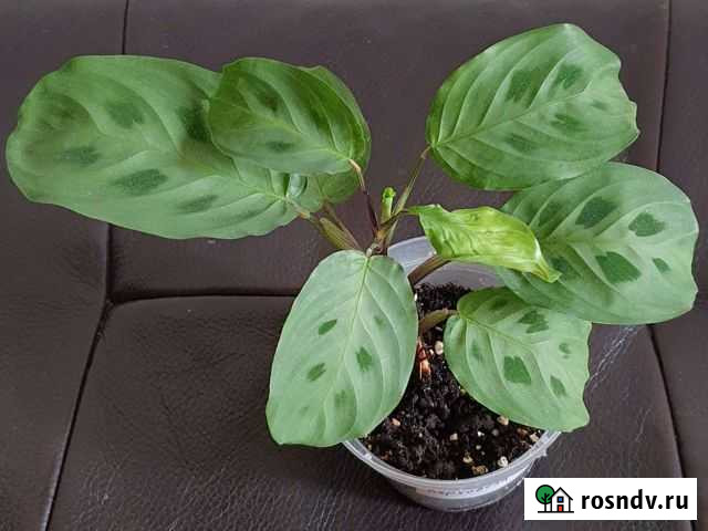 Маранта, и др Мурманск - изображение 1