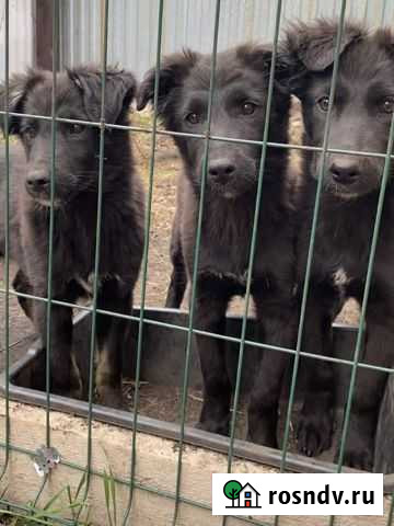 Собака Уфа - изображение 1