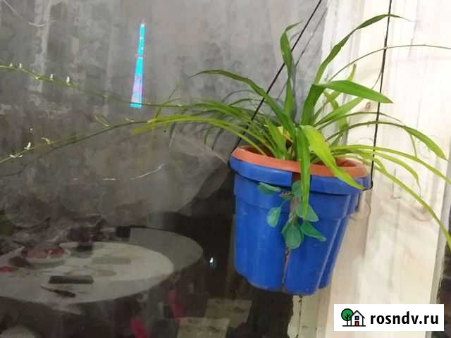 Хлорофитум Кострома - изображение 1