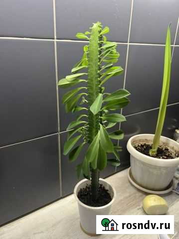 Кактус молочай Тамбов - изображение 1