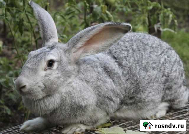 Кролики мясных пород Новосибирск - изображение 1