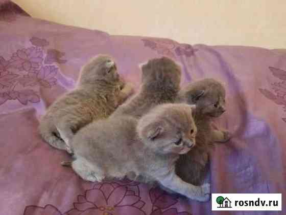 Шотландские котята (скоттиш-страйт) Калининград