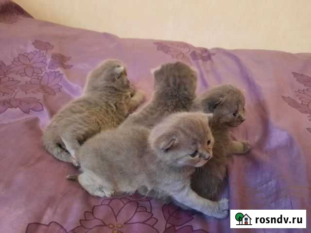 Шотландские котята (скоттиш-страйт) Калининград - изображение 1