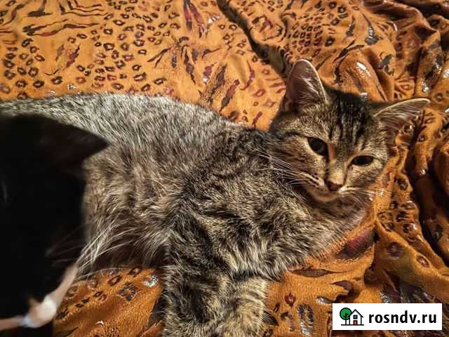 Котята в добрые руки Иглино - изображение 1