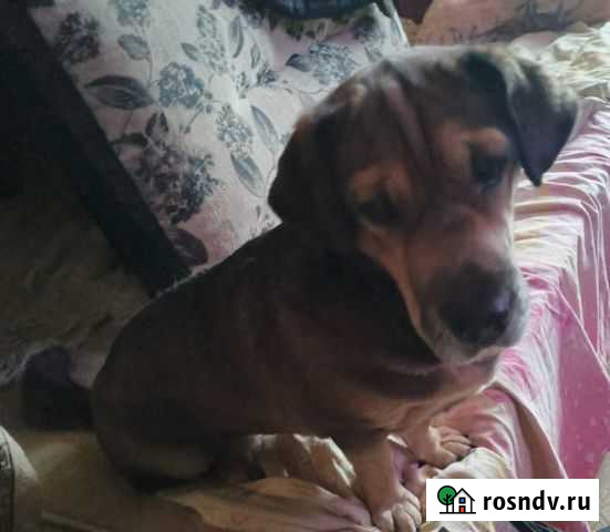 Домашняя собака в семью Норильск - изображение 1