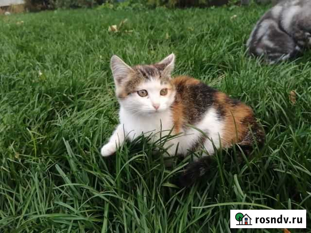 Кошечка в добрые руки Оренбург - изображение 1