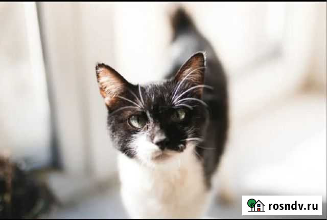 Чара Казань - изображение 1