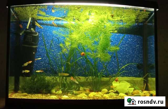 Аквариум Сегежа - изображение 1