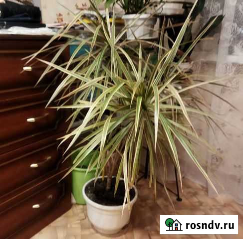 Драцена Нижний Новгород - изображение 1