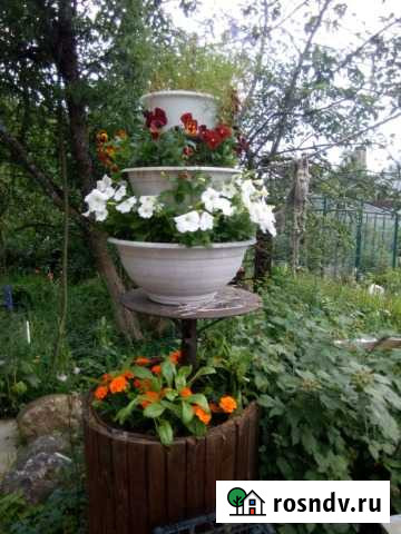 Растения, цветы, плодовоягодные Обнинск - изображение 1