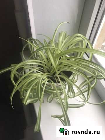 Хлорофитум кудрявый Волжский - изображение 1