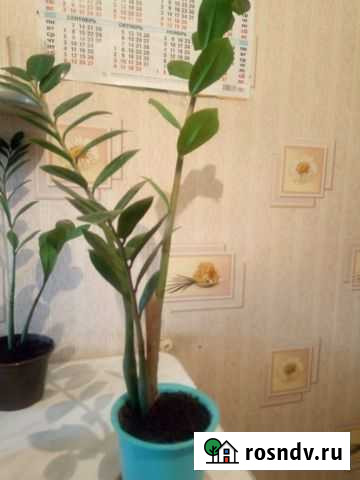 Замиокулькас Братск - изображение 1