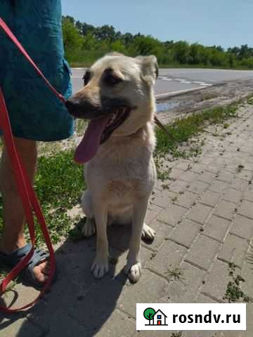 Прелестная Лайма Короча - изображение 1