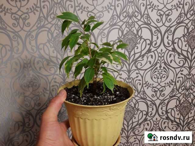 Фикус бенджамина пестролистный Уфа - изображение 1