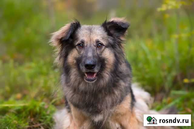 Метиска овчарки ищет дом Мурино - изображение 1