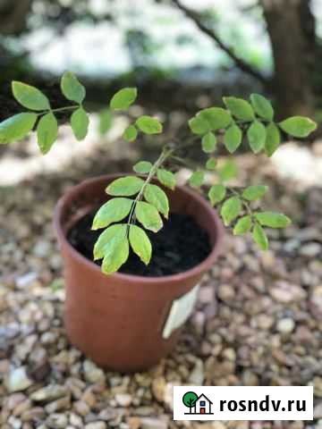 Глициния Ростов-на-Дону - изображение 1