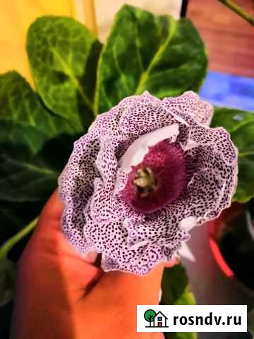 Глоксиния Волгоград - изображение 1