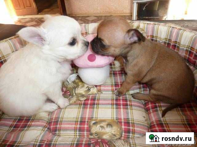 Чихуахуа Тюмень - изображение 1