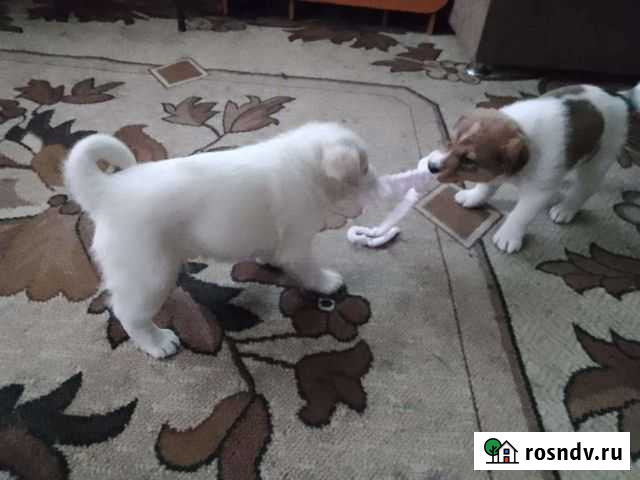 Королевские дворянины Новосибирск - изображение 1