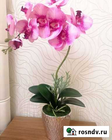 Орхидея фаленопсис Балашиха - изображение 1