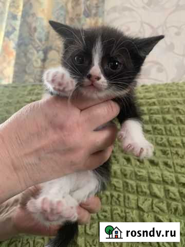 Чудесные котята Ивантеевка - изображение 1